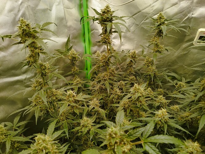 Mehrere blühende Cannabispflanzen in einem Growzelt, mit dichtem Blattwerk und sichtbaren Blütenständen.