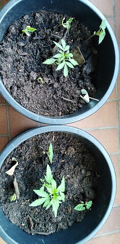 Growreport Bild 5