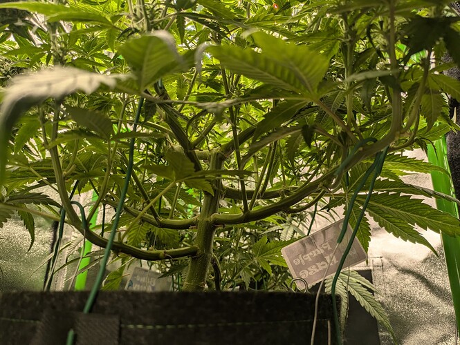 Growreport Bild 44