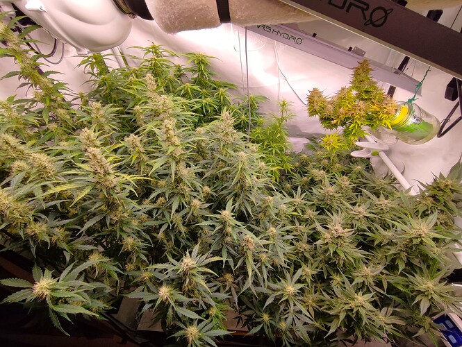 Growreport Bild 45