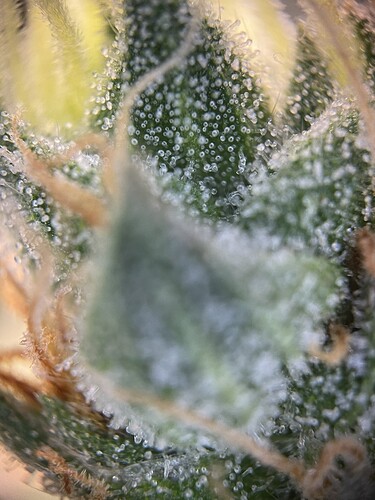 Growreport Bild 32