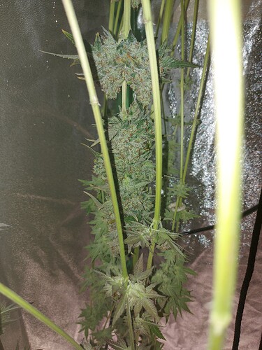 Growreport Bild 15