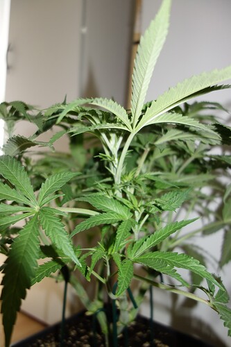Growreport Bild 14