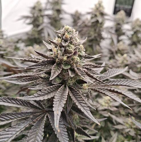 481164623_122169924728293599_3945700210623701819_n