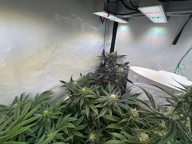 Growreport Bild 3