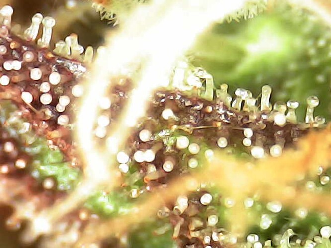 Growreport Bild 28