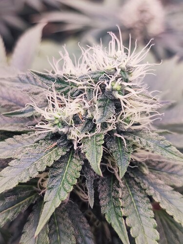 Growreport Bild 29
