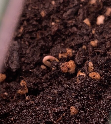 Growreport Bild 5