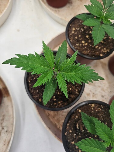 Growreport Bild 2