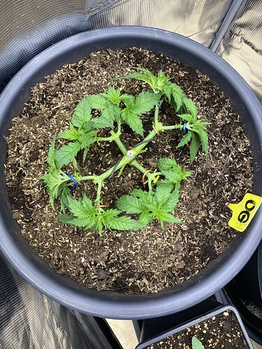 Growreport Bild 68
