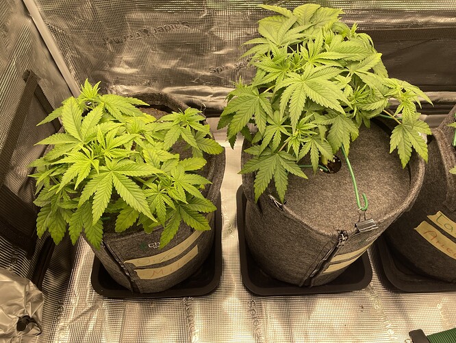 Zwei junge Cannabispflanzen in Stofftöpfen, die sich in einem Growzelt befinden. Die Pflanzen zeigen kräftiges grünes Blattwerk und sind im Wuchsstadium.