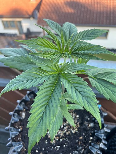 Growreport Bild 9
