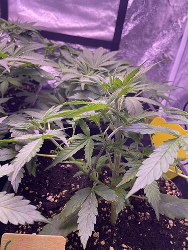 Growreport Bild 4