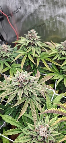 Growreport Bild 2