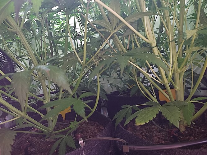 Growreport Bild 31