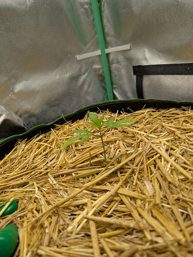 Growreport Bild 1