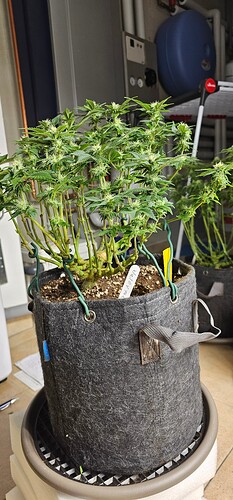 Growreport Bild 11