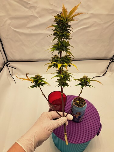 Growreport Bild 32