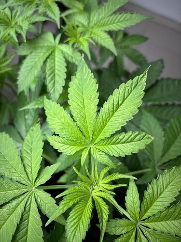 Growreport Bild 6