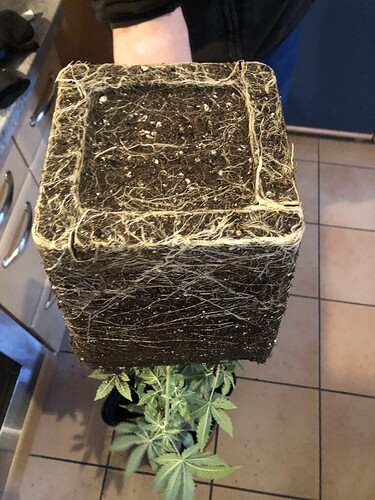 Growreport Bild 7