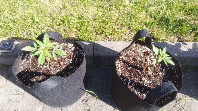 Growreport Bild 2