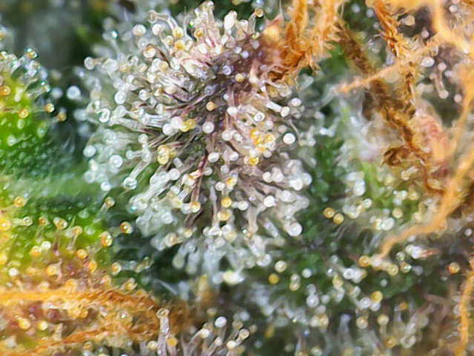 Growreport Bild 12