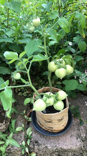 Growreport Bild 55