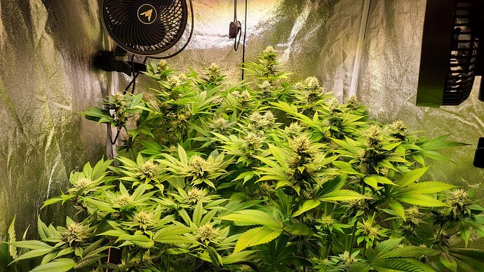 Zwei Cannabispflanzen in einer Growbox in der Blütephase mit Ventilatoren an den Seiten.