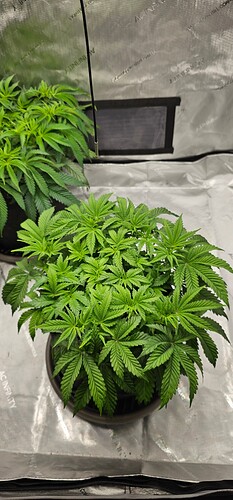 Growreport Bild 6