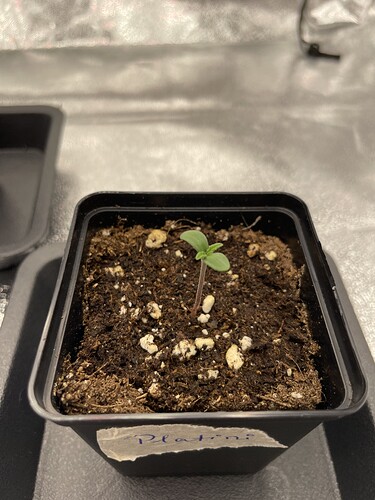 Growreport Bild 6