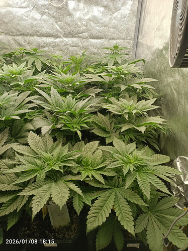 Growreport Bild 6
