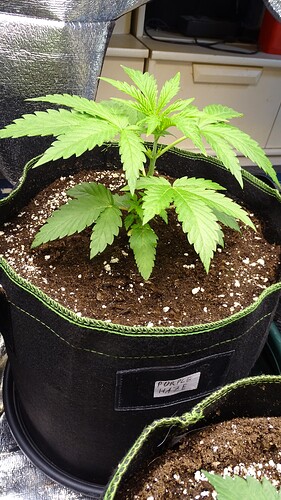 Growreport Bild 6
