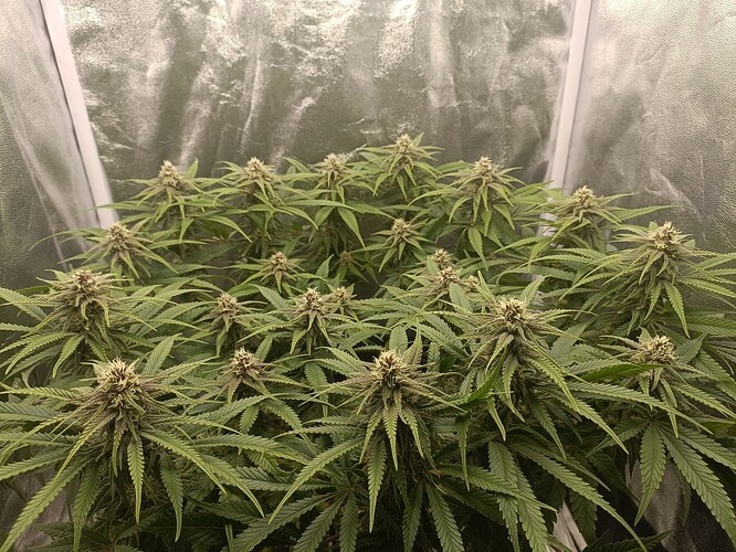 Growreport Bild 3