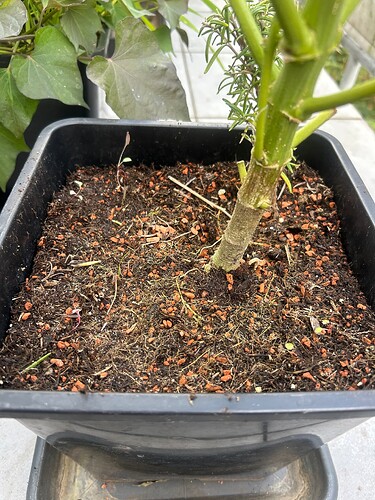 Growreport Bild 61