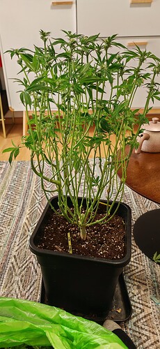 Growreport Bild 3