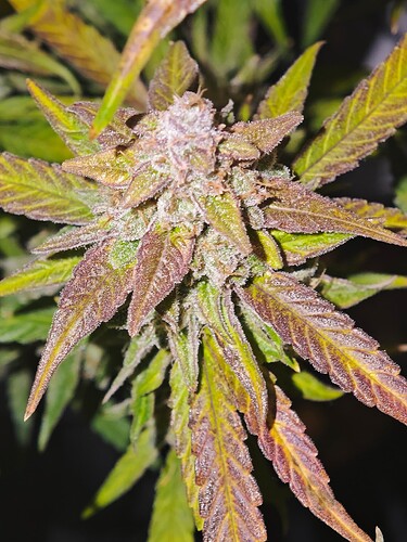 MVIMG_20251128_150359