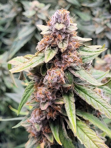 Growreport Bild 27