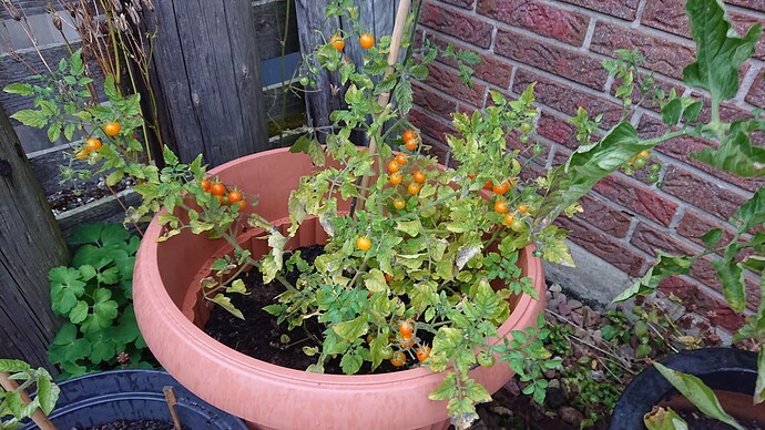 Growreport Bild 40