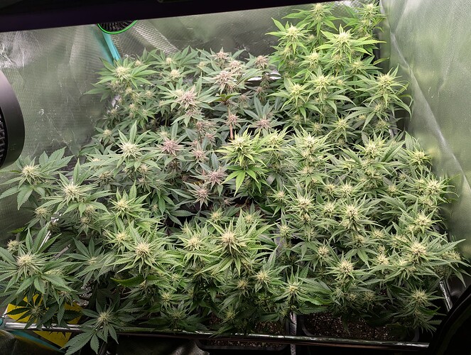 Growreport Bild 1