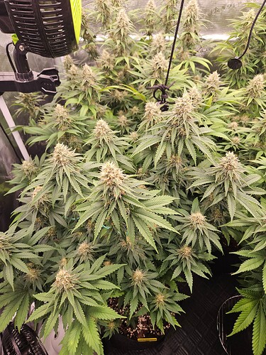 Growreport Bild 6