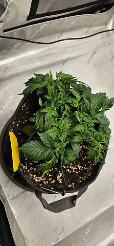 Growreport Bild 2