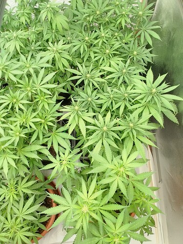 Growreport Bild 5