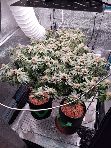 IMG_20250307_203019 - Kopie