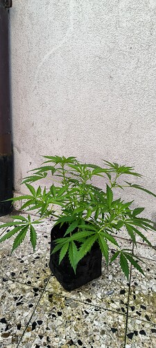 Growreport Bild 8