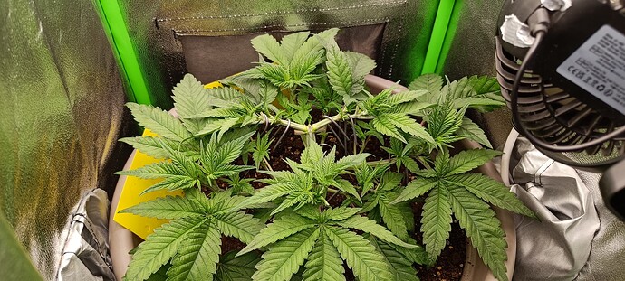Growreport Bild 15