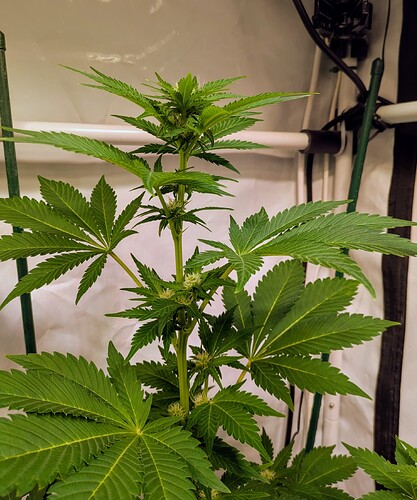 Growreport Bild 7