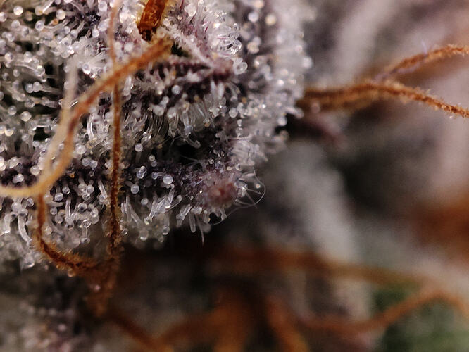 Growreport Bild 99