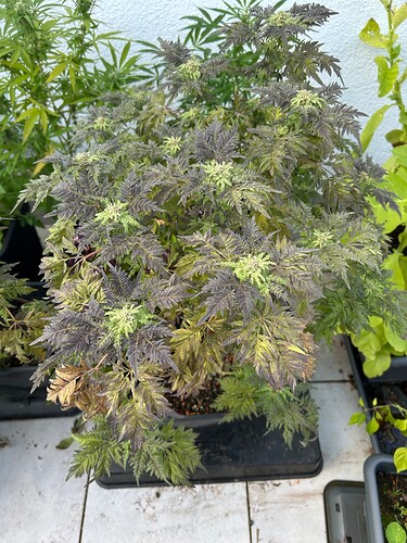 Growreport Bild 30