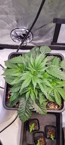 Growreport Bild 12