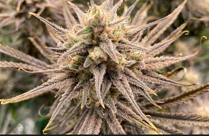 Growreport Bild 8